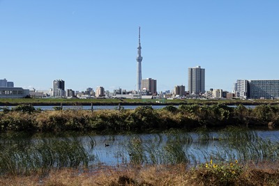 荒川河川敷から見た東京スカイツリー