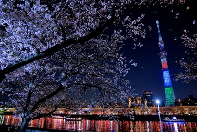 隅田公園の夜桜と東京スカイツリー