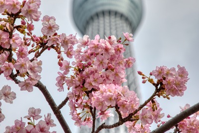 河津桜と東京スカイツリー