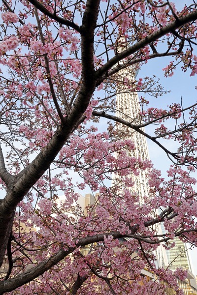 河津桜と東京スカイツリー