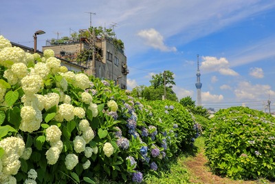 紫陽花と東京スカイツリー