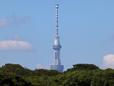 森から顔を出す東京スカイツリー