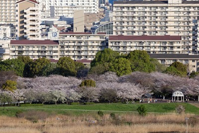 小松川千本桜