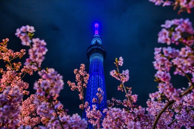 河津桜と東京スカイツリー