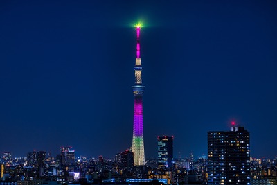 ハイビスカス