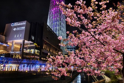 夜の河津桜と東京スカイツリー「舞」
