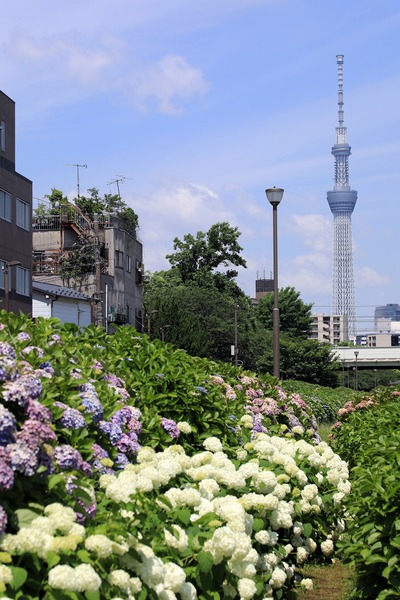 紫陽花と東京スカイツリー