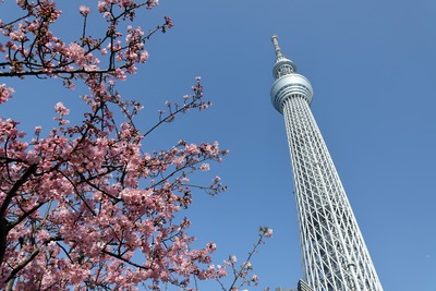 河津桜と東京スカイツリー
