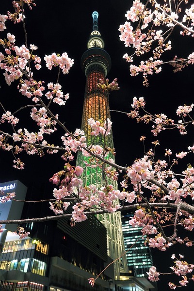 河津桜と東京スカイツリー「マリーゴールド」