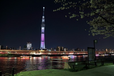 夜桜と東京スカイツリー