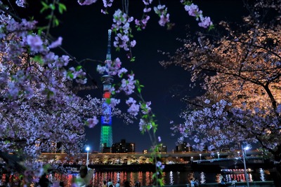 隅田公園の夜桜と東京スカイツリー