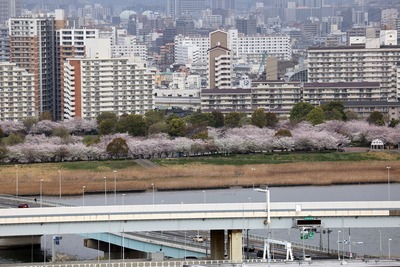 小松川千本桜