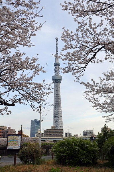 隅田公園の桜と東京スカイツリー