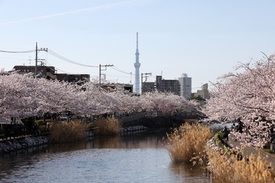新川千本桜と東京スカイツリー