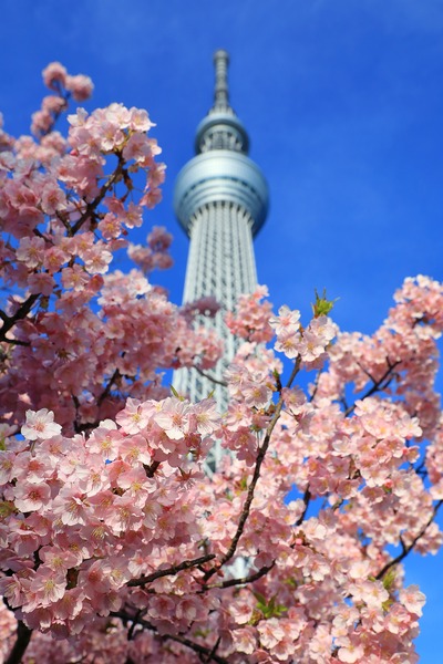 河津桜と東京スカイツリー