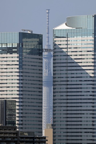 レインボーブリッジから撮影した東京隙間ツリー