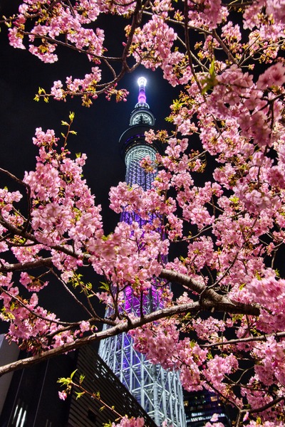 夜の河津桜と東京スカイツリー「舞」