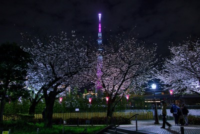 隅田公園の夜桜と東京スカイツリー