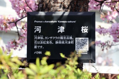 カワヅザクラ