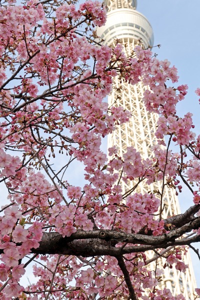 河津桜と東京スカイツリー