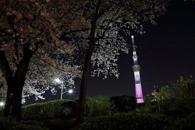 夜桜と東京スカイツリー