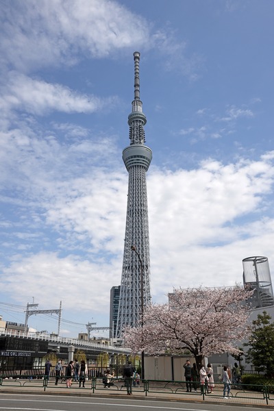 源森橋の桜と東京スカイツリー