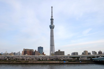 隅田公園の桜と東京スカイツリー