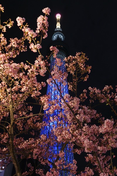 夜桜と東京スカイツリー