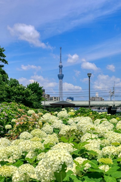 紫陽花と東京スカイツリー