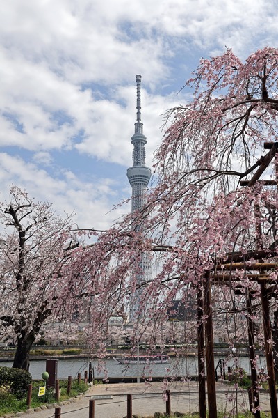 台東区立隅田公園から見た桜と東京スカイツリー