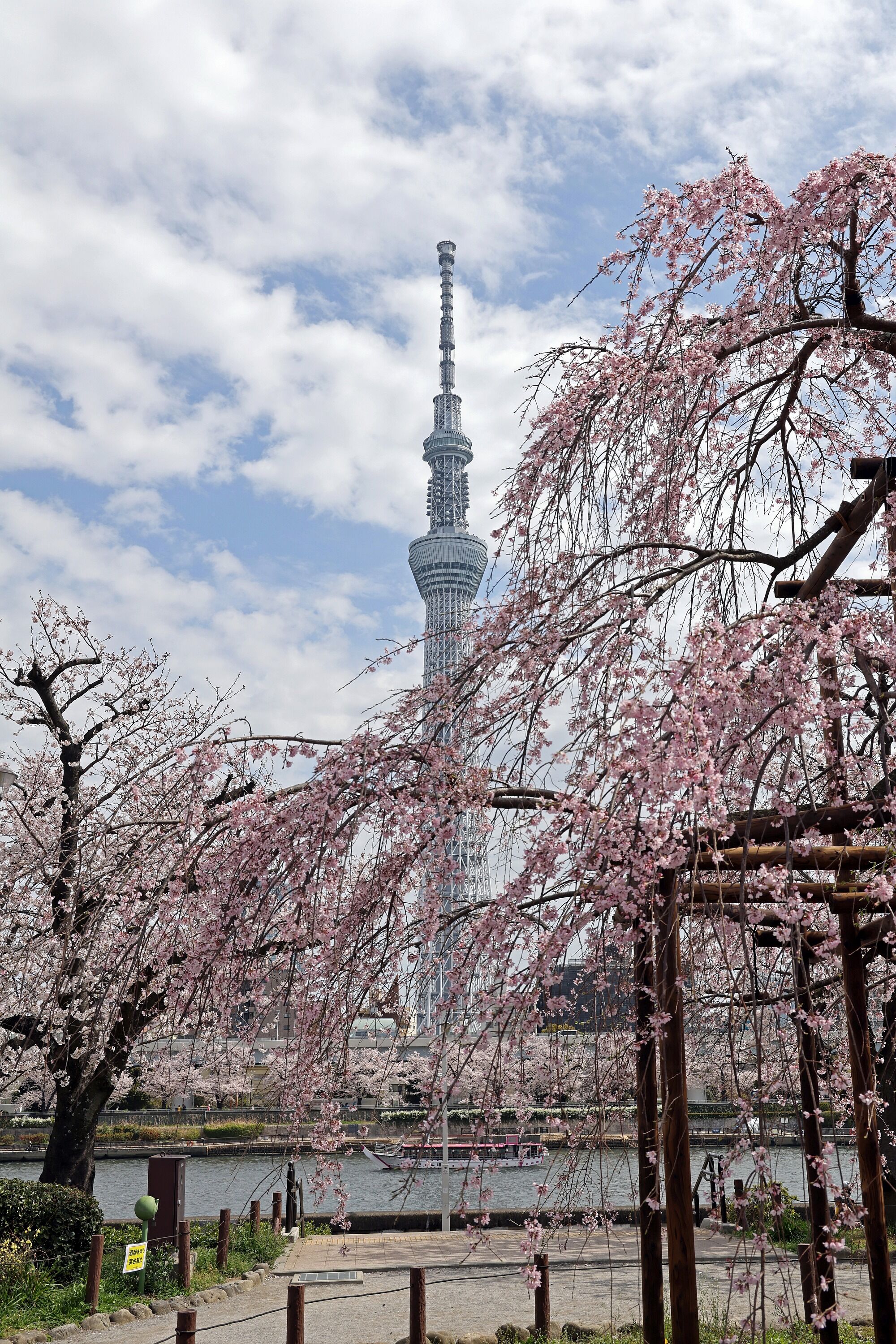 台東区立隅田公園から見た桜と東京スカイツリー その1 22年3月28日 東京スカイツリー定点観測所