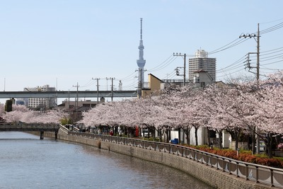新川千本桜と東京スカイツリー