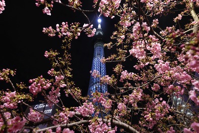 夜桜と東京スカイツリー