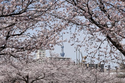 大島小松川公園の桜と東京スカイツリー