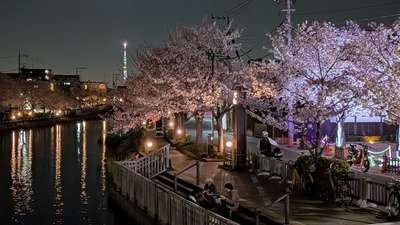 新川の夜桜と東京スカイツリー