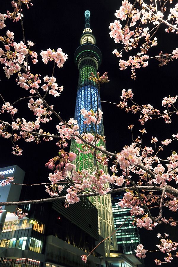 河津桜と東京スカイツリー特別ライトアップ 明花 東京スカイツリー定点観測所