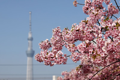 旧中川から見た河津桜と東京スカイツリー