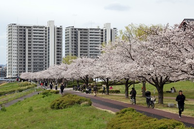 汐入公園の桜