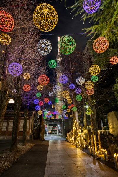 クリスマス特別ライティング「エレガントツリー」