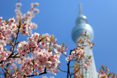 河津桜と東京スカイツリー