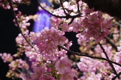 夜桜と東京スカイツリー