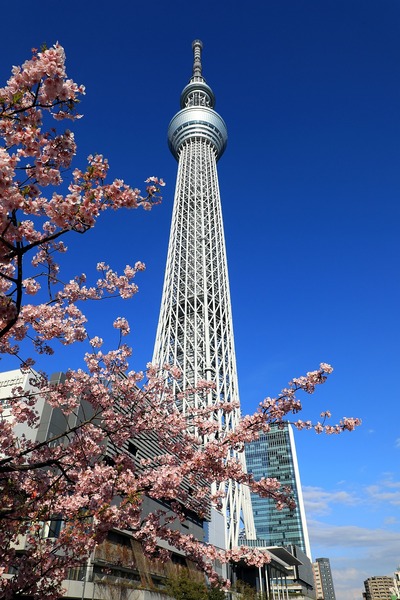 河津桜と東京スカイツリー