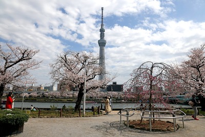 台東区立隅田公園から見た桜と東京スカイツリー