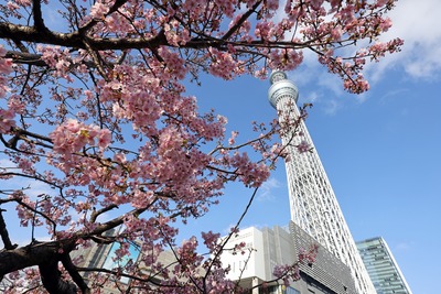 河津桜と東京スカイツリー