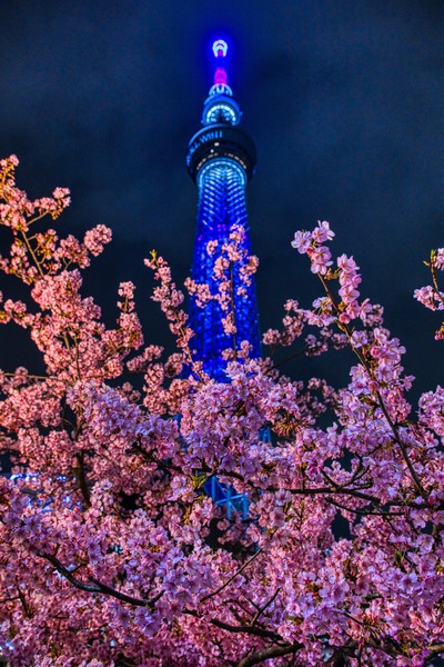 河津桜と東京スカイツリー