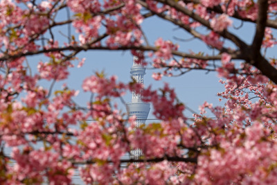 旧中川から見た河津桜と東京スカイツリー