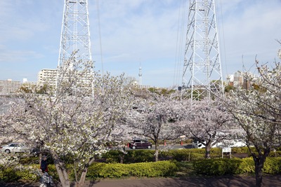 小松川千本桜と東京スカイツリー