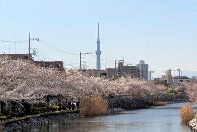 新川千本桜と東京スカイツリー