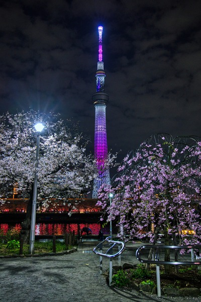 隅田公園「桜の広場」の夜桜と東京スカイツリー