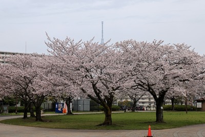 大島小松川公園の桜と東京スカイツリー